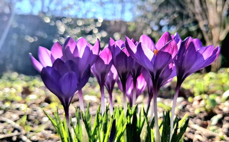 Lentekriebels? Hooikoorts-preventieweken bij Puur Vitaal