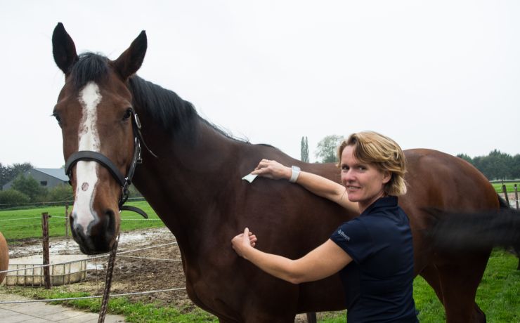 Guasha Massage mag bij gezonde Paarden en Honden
