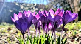 Lentekriebels; hooikoorts preventieweken